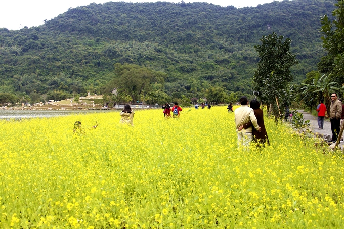 Cánh đồng hoa cải vàng 10.000 m2 nở rộ ở Ninh Bình